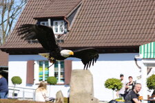 Duitsland-Detmold ''Adlerwarte'' (166).JPG