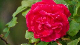 DSC02104.jpg