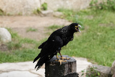 DSC07219.jpg