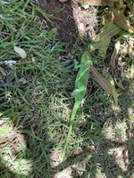 IMG_1594.jpeg