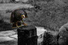 DSC07225.jpg