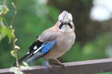 IMG_4727.JPG