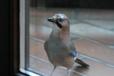 IMG_4818.JPG