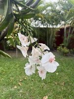 IMG_8122.jpeg