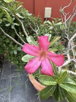 IMG_8124.jpeg
