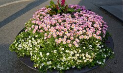 DSC02238.jpg