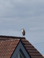 IMG_7997.jpeg