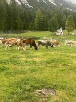 IMG_6567.jpeg