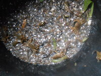 DSCN2196.JPG