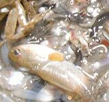 DSCN2199~3.JPG