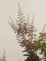 DSCN2041~2.JPG