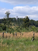 Image4355.jpg