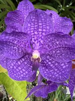 IMG_8175.jpeg