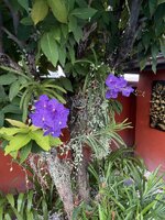 IMG_8174.jpeg