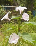 DSCN2312~3.JPG