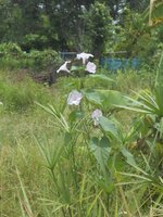 DSCN2312~2.JPG DSCN2312~2.JPG