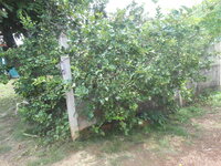 DSCN2319.JPG DSCN2319.JPG