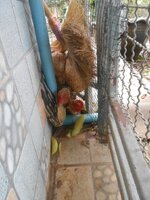 DSCN1768~2.JPG DSCN1768~2.JPG