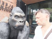 Sleep With Me Gorilla.jpg
