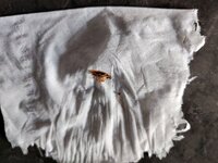 Sleep With Me cockroach.jpg