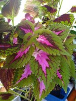 IMG_20250804_103128_182.jpg