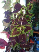 IMG_20250804_103105_620.jpg