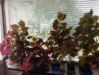 IMG_20250804_103023_025.jpg