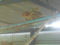 DSCN2417.JPG