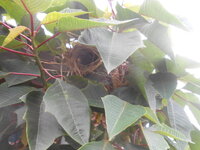 DSCN2768.JPG