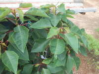 DSCN2775.JPG