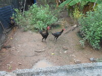 DSCN2948.JPG