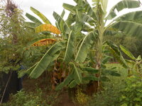 DSCN2947.JPG