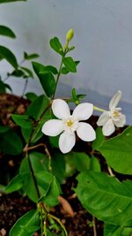 20250909_105623.jpg