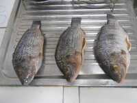 DSCN2915.JPG