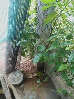 DSCN3162~3.JPG