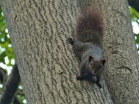 Finlayson's Squirrel Callosciurus finlaysonii__.JPG