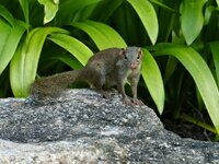 Northern Treeshrew Tupaia belangeri__.JPG