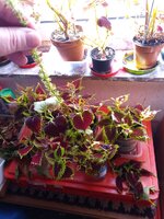 IMG_20251001_110007_035.jpg