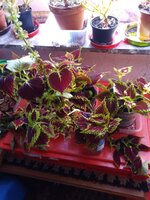 IMG_20251001_105959_754.jpg