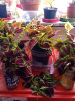 IMG_20251001_110857_127.jpg