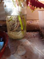 IMG_20251001_110953_542.jpg