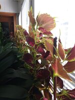 IMG_20250804_103044_498.jpg