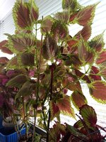IMG_20250804_103406_780.jpg