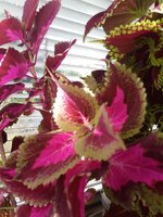 IMG_20250804_103150_763.jpg