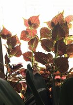 IMG_20250804_103433_423~4.jpg