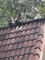 IMG_5971.jpeg