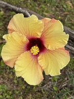 IMG_4046.jpeg