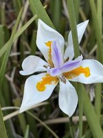IMG_3956.jpeg