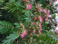 2024 Pattaya 064.jpg