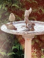 IMG_3109.jpeg